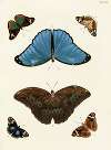 Foreign butterflies occurring in the three continents Asia, Africa and America Pl.268