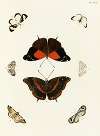 Foreign butterflies occurring in the three continents Asia, Africa and America Pl.269