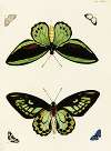 Foreign butterflies occurring in the three continents Asia, Africa and America Pl.270