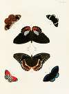 Foreign butterflies occurring in the three continents Asia, Africa and America Pl.271
