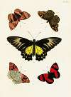 Foreign butterflies occurring in the three continents Asia, Africa and America Pl.272