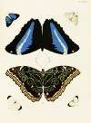 Foreign butterflies occurring in the three continents Asia, Africa and America Pl.274