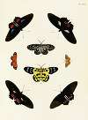 Foreign butterflies occurring in the three continents Asia, Africa and America Pl.276