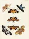 Foreign butterflies occurring in the three continents Asia, Africa and America Pl.277