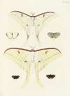 Foreign butterflies occurring in the three continents Asia, Africa and America Pl.278