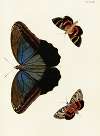 Foreign butterflies occurring in the three continents Asia, Africa and America Pl.280
