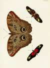 Foreign butterflies occurring in the three continents Asia, Africa and America Pl.281