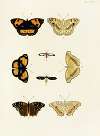 Foreign butterflies occurring in the three continents Asia, Africa and America Pl.282
