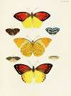 Foreign butterflies occurring in the three continents Asia, Africa and America Pl.283