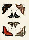 Foreign butterflies occurring in the three continents Asia, Africa and America Pl.284