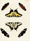 Foreign butterflies occurring in the three continents Asia, Africa and America Pl.285