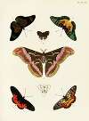 Foreign butterflies occurring in the three continents Asia, Africa and America Pl.286