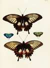 Foreign butterflies occurring in the three continents Asia, Africa and America Pl.287