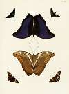 Foreign butterflies occurring in the three continents Asia, Africa and America Pl.288