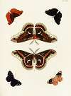 Foreign butterflies occurring in the three continents Asia, Africa and America Pl.289