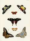Foreign butterflies occurring in the three continents Asia, Africa and America Pl.290
