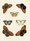 Foreign butterflies occurring in the three continents Asia, Africa and America Pl.291