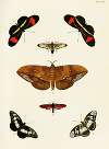 Foreign butterflies occurring in the three continents Asia, Africa and America Pl.292
