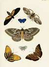 Foreign butterflies occurring in the three continents Asia, Africa and America Pl.293