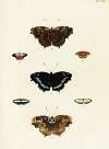 Foreign butterflies occurring in the three continents Asia, Africa and America Pl.294