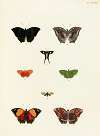 Foreign butterflies occurring in the three continents Asia, Africa and America Pl.295