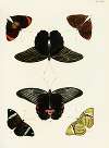 Foreign butterflies occurring in the three continents Asia, Africa and America Pl.296