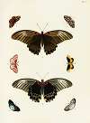 Foreign butterflies occurring in the three continents Asia, Africa and America Pl.297