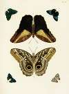 Foreign butterflies occurring in the three continents Asia, Africa and America Pl.298