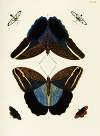 Foreign butterflies occurring in the three continents Asia, Africa and America Pl.299