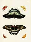 Foreign butterflies occurring in the three continents Asia, Africa and America Pl.300