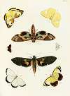 Foreign butterflies occurring in the three continents Asia, Africa and America Pl.302