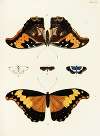 Foreign butterflies occurring in the three continents Asia, Africa and America Pl.303