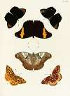 Foreign butterflies occurring in the three continents Asia, Africa and America Pl.304