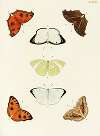 Foreign butterflies occurring in the three continents Asia, Africa and America Pl.305
