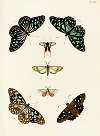 Foreign butterflies occurring in the three continents Asia, Africa and America Pl.306