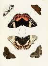 Foreign butterflies occurring in the three continents Asia, Africa and America Pl.307