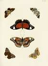 Foreign butterflies occurring in the three continents Asia, Africa and America Pl.309