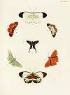 Foreign butterflies occurring in the three continents Asia, Africa and America Pl.310