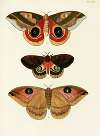 Foreign butterflies occurring in the three continents Asia, Africa and America Pl.311