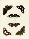 Foreign butterflies occurring in the three continents Asia, Africa and America Pl.312