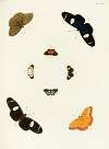 Foreign butterflies occurring in the three continents Asia, Africa and America Pl.313