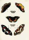 Foreign butterflies occurring in the three continents Asia, Africa and America Pl.314
