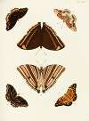 Foreign butterflies occurring in the three continents Asia, Africa and America Pl.316