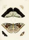 Foreign butterflies occurring in the three continents Asia, Africa and America Pl.318