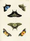 Foreign butterflies occurring in the three continents Asia, Africa and America Pl.320