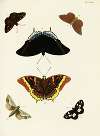 Foreign butterflies occurring in the three continents Asia, Africa and America Pl.321