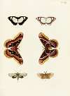 Foreign butterflies occurring in the three continents Asia, Africa and America Pl.322