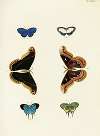 Foreign butterflies occurring in the three continents Asia, Africa and America Pl.323