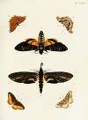 Foreign butterflies occurring in the three continents Asia, Africa and America Pl.325