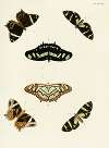 Foreign butterflies occurring in the three continents Asia, Africa and America Pl.326
